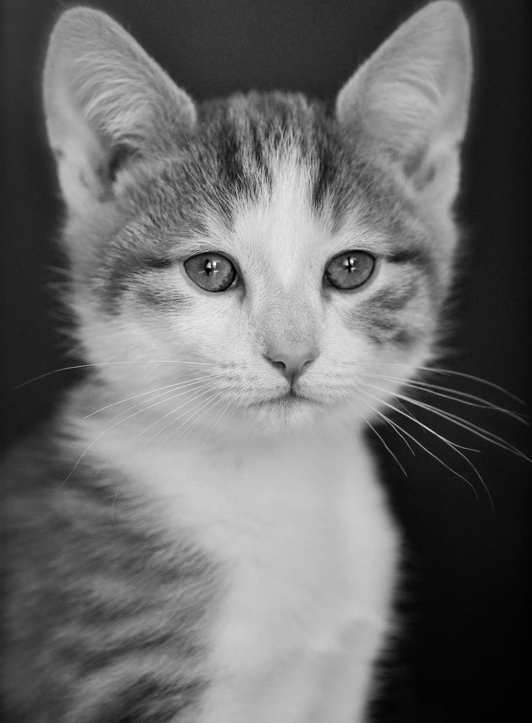 Portrait of a kitten through the lens of photographer Peter Pickering