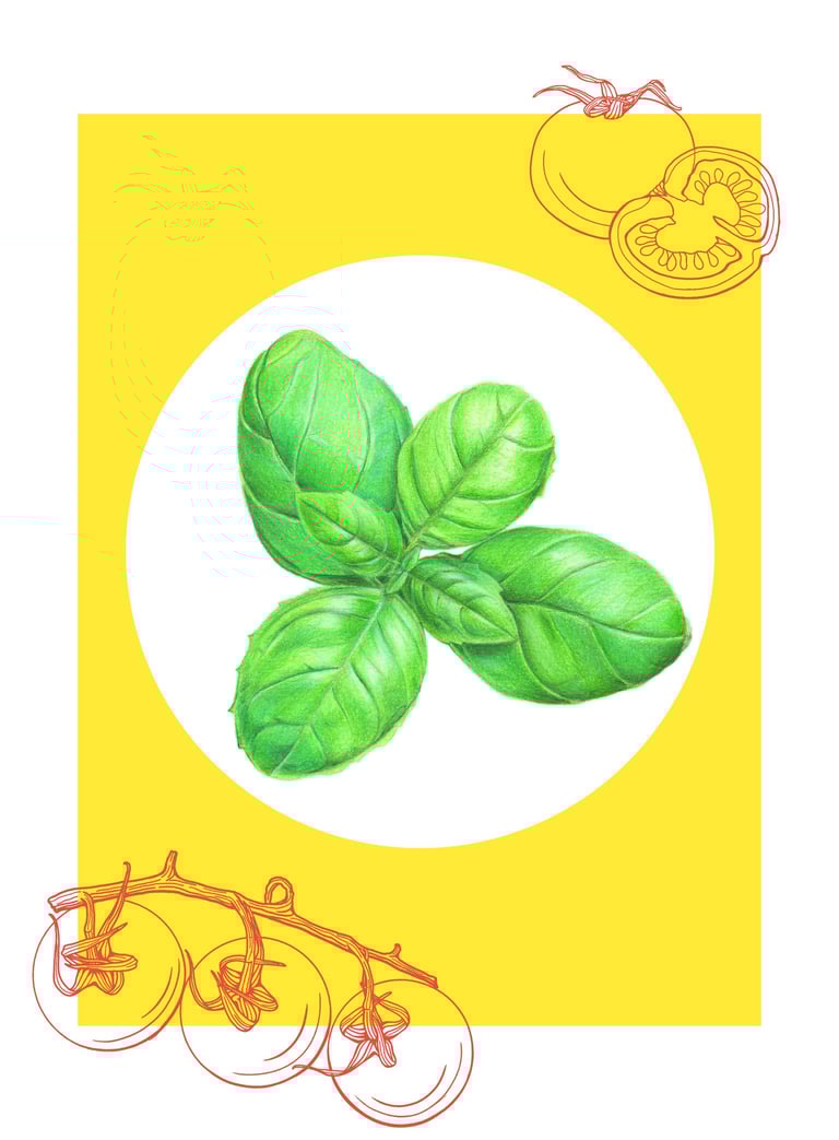 Basil illustration