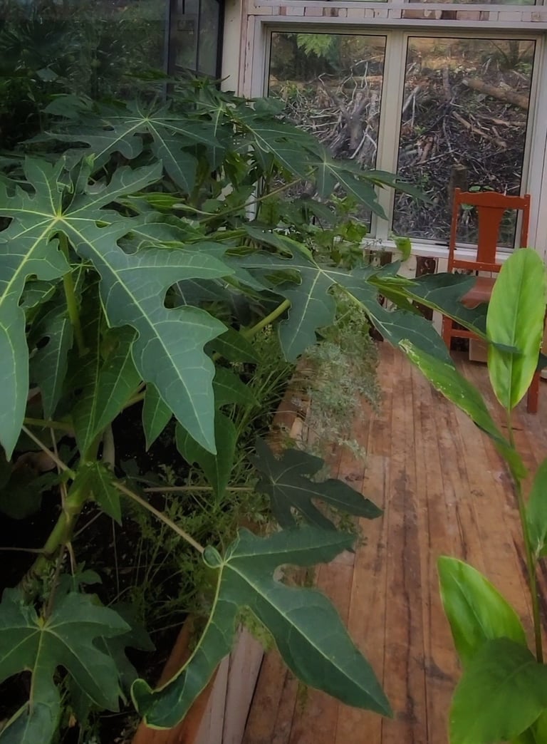 greenhouse papaya