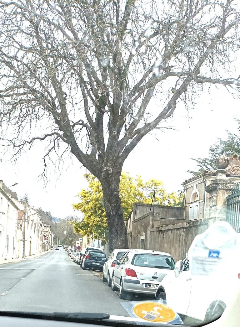 Mimosa blooming in a Lodeve street