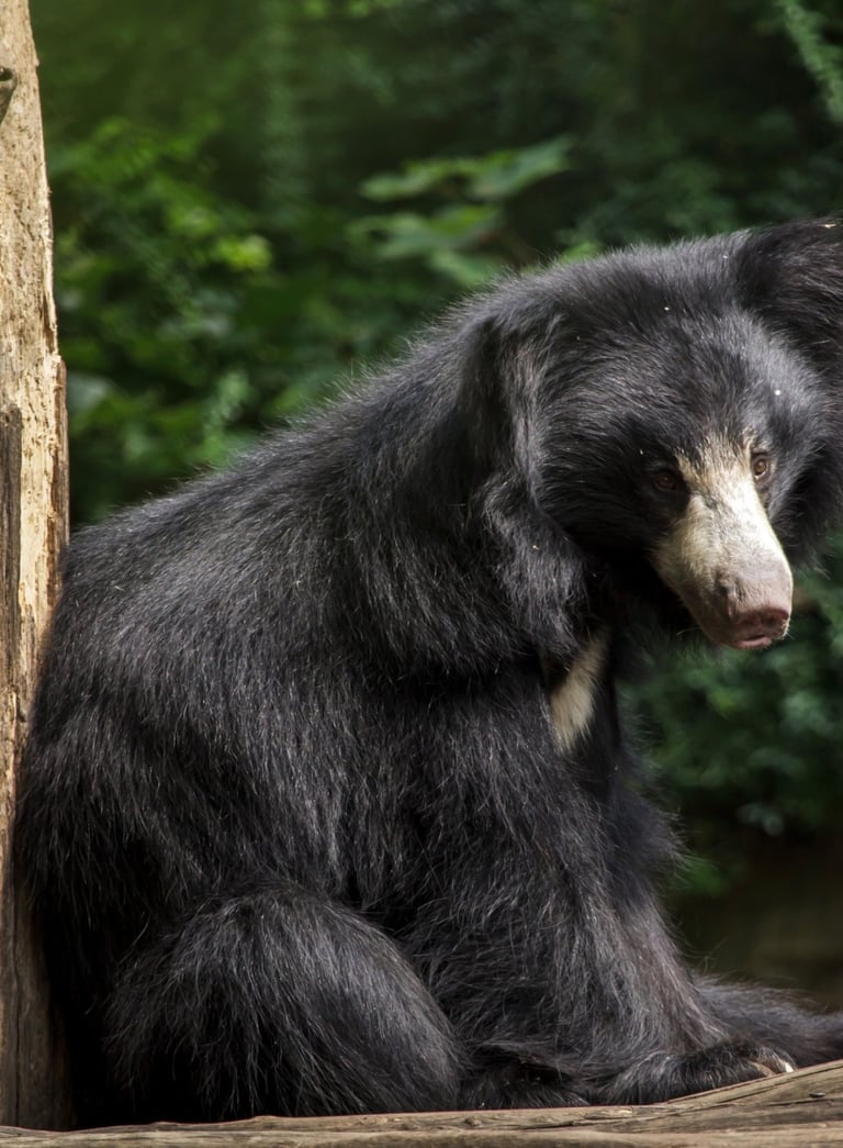 ours lippu dans le vallée Churia