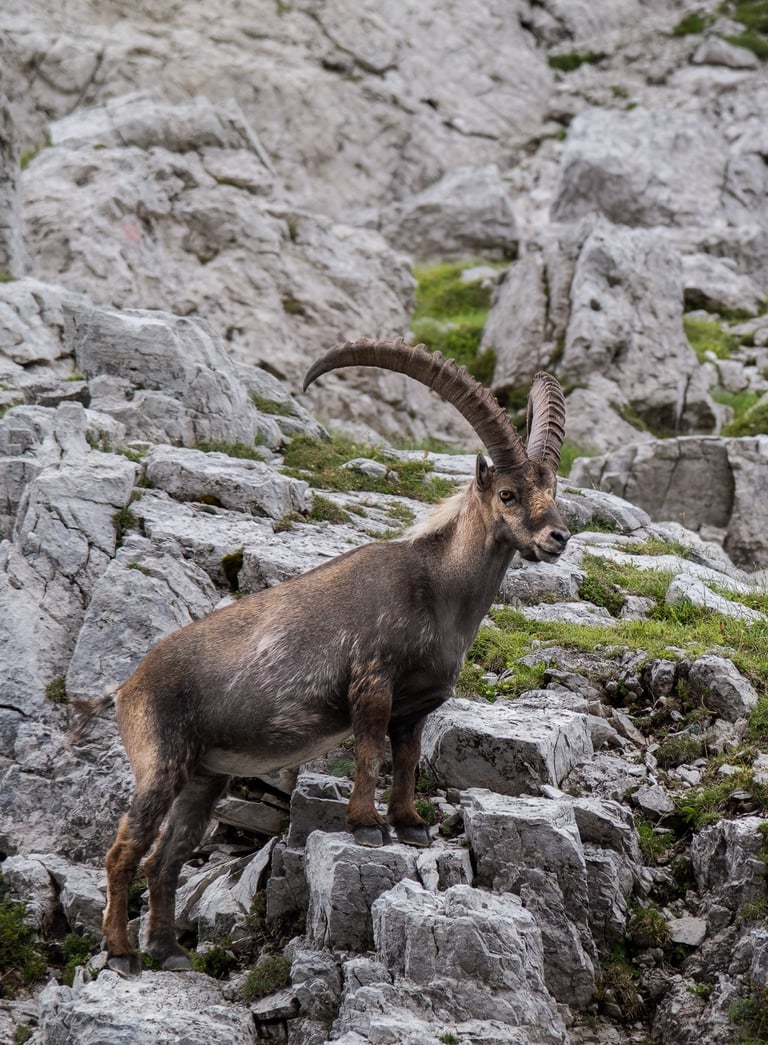 Coppia di stambecchi maschio e femmina in ambiente roccioso