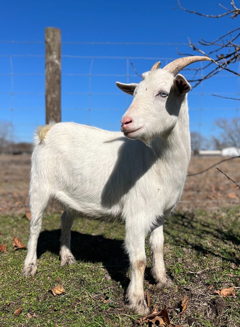 Houston petting zoo rental