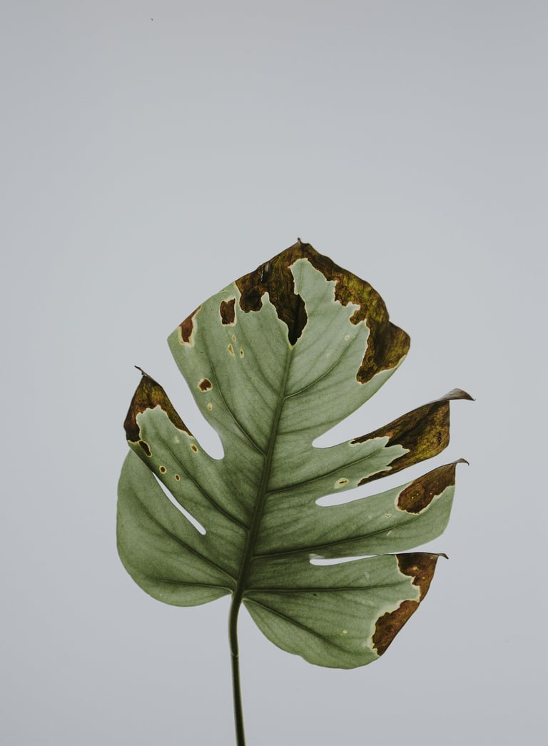 Monstera leaf with brown crispy tips
