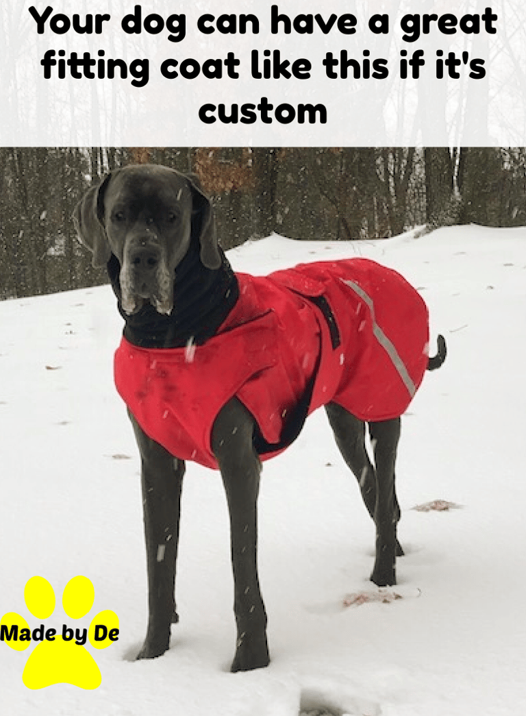 Great Dane wearing a red winter dog coat standing in the snow