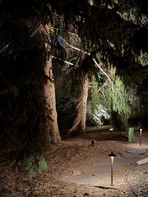 Low voltage landscape path lighting illuminating a stone walkway and pine trees at night.