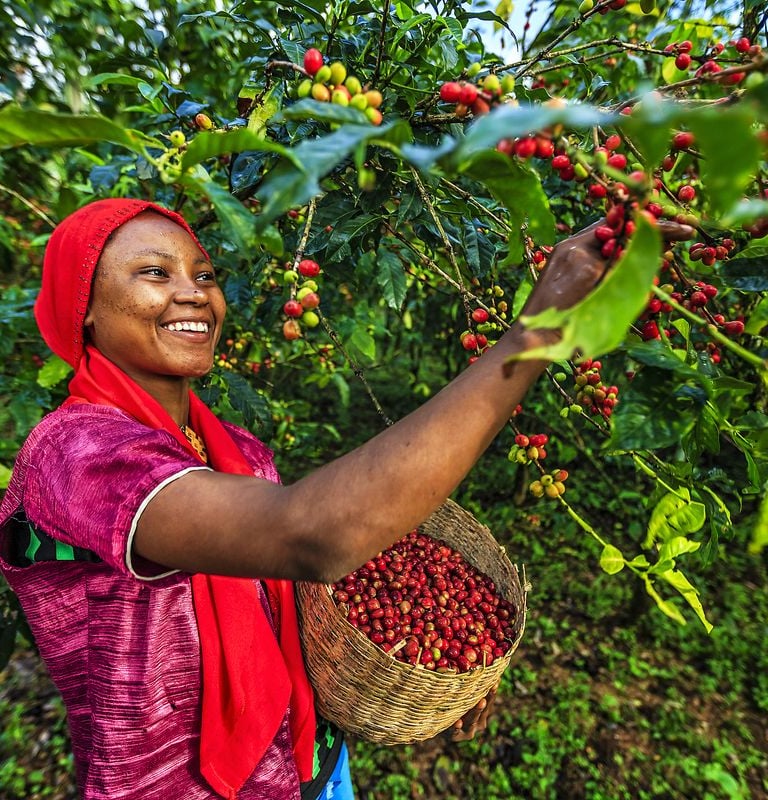 Coffee Picking