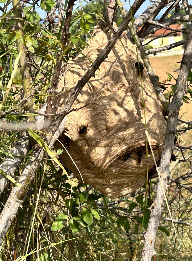 nid de frelons asiatiques à Valence