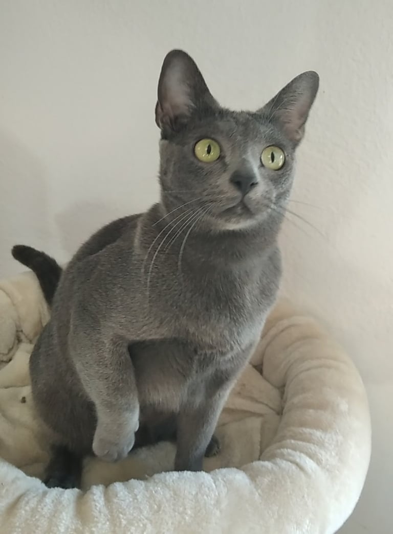 Gato Korat Macho