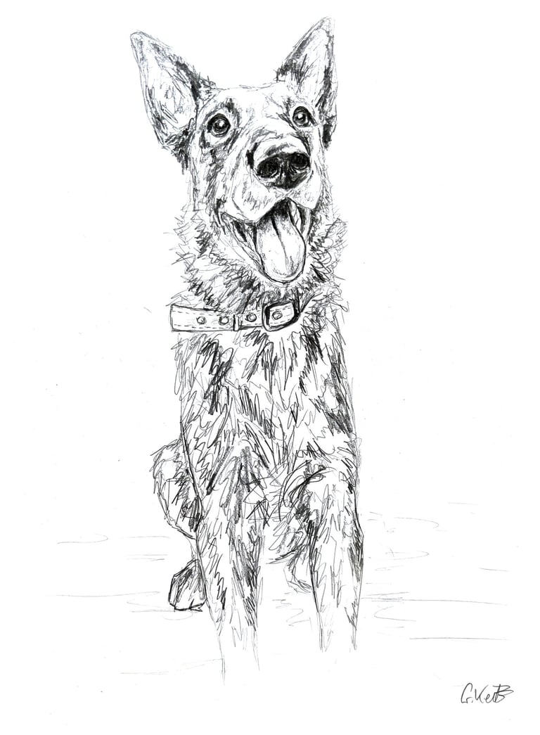 Black and white pencil sketch happy German Shepherd dog sitting and smiling with its tongue out.
