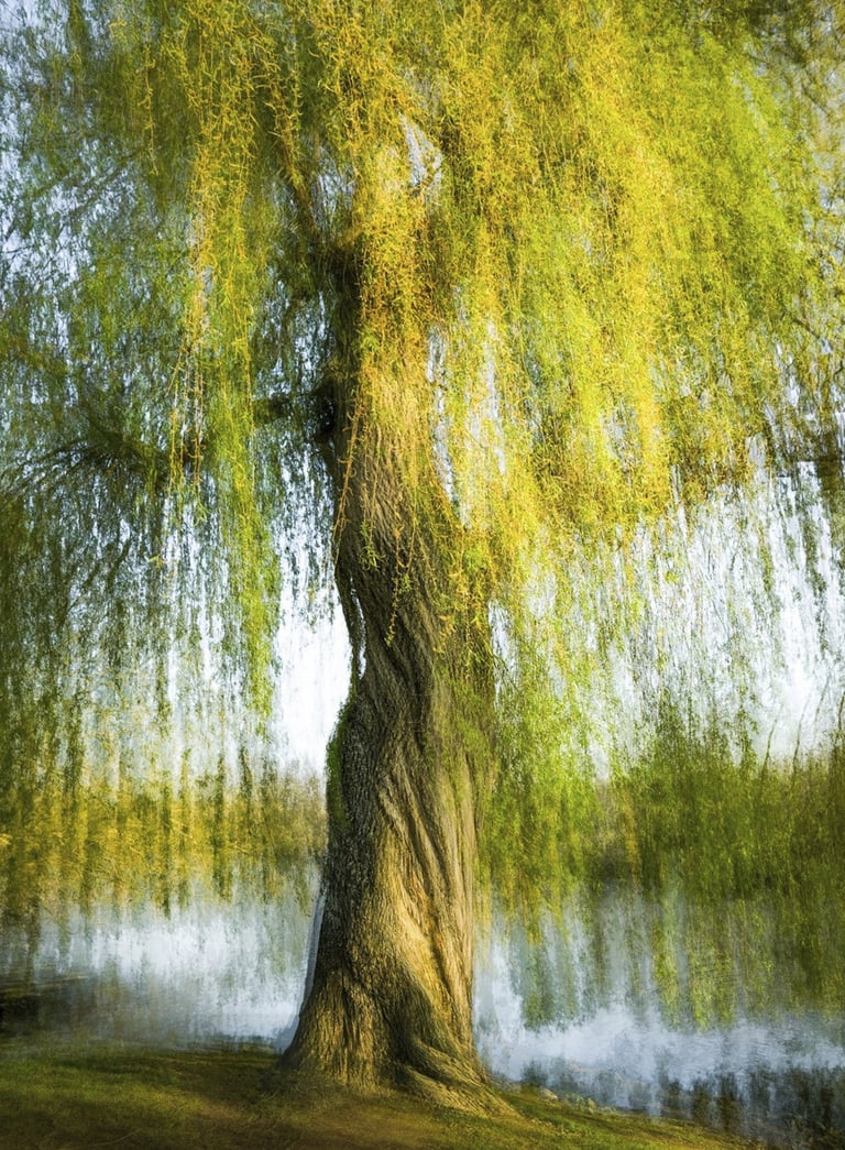 Large weeping willow tree with a gnarled trunk and green leaves by a lake.