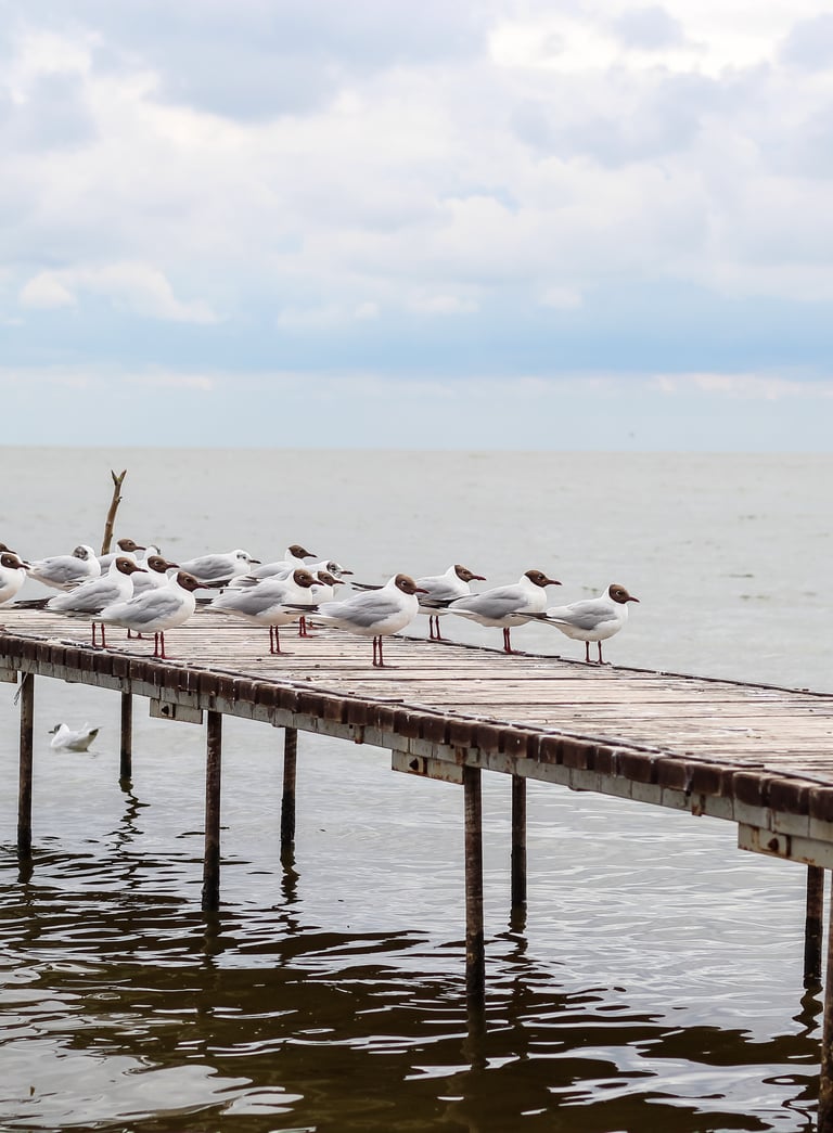 A flock of seagulls perched on a rustic wooden pier over calm ocean water under a cloudy sky.