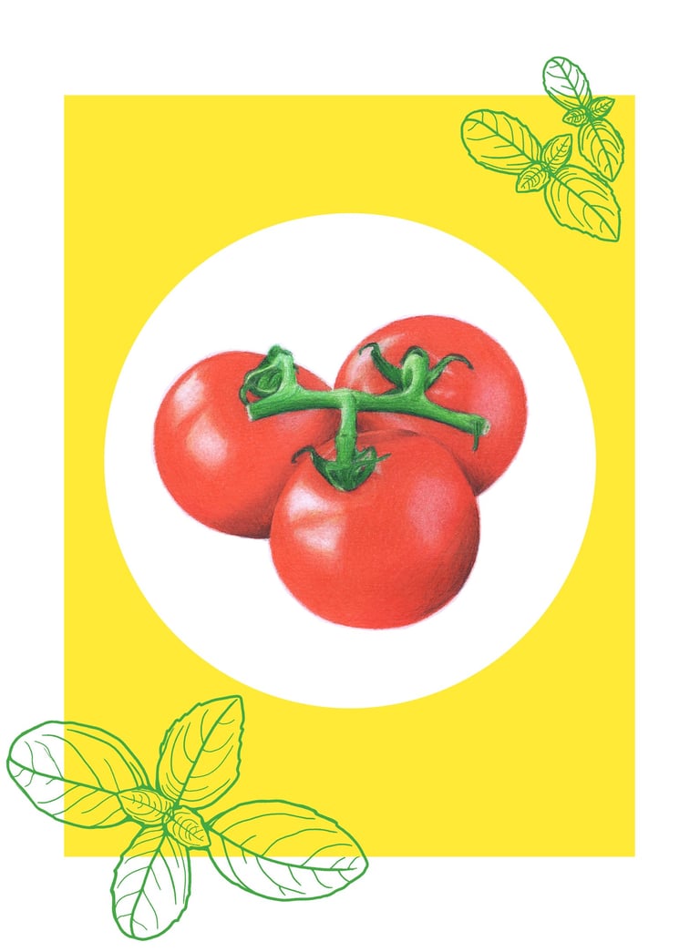 Tomatoes illustration