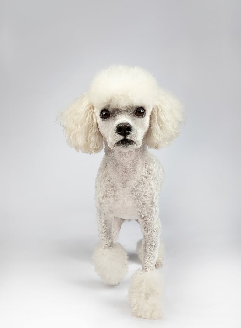 perro en foto estudio de mascota