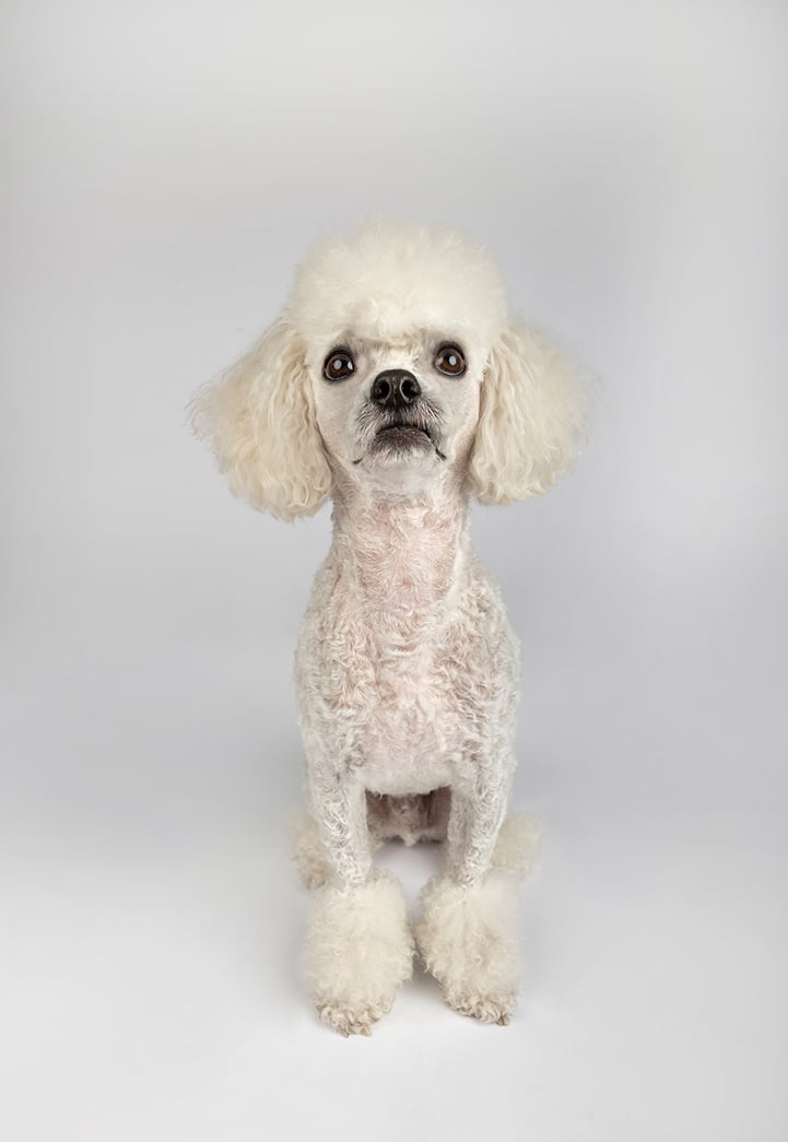 fotografia de mascota perro en bogota