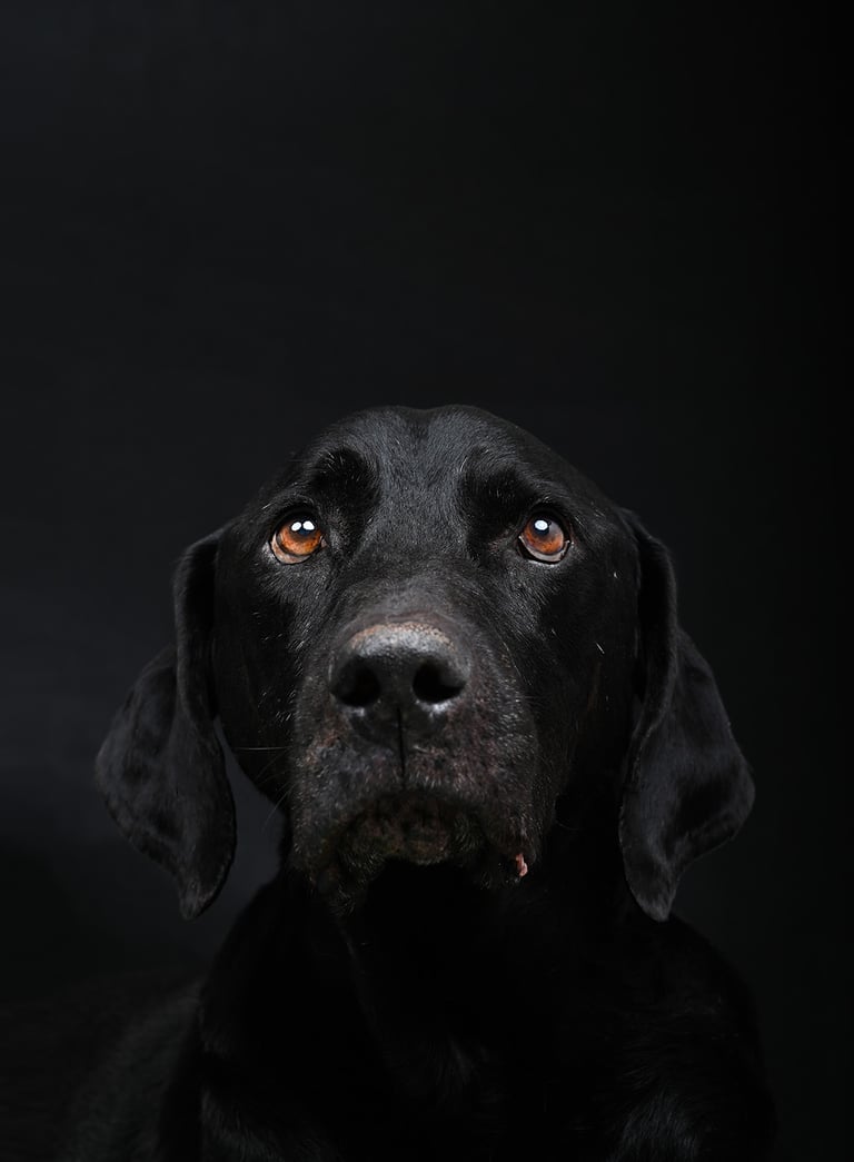 fotografia de perro mascota profesional
