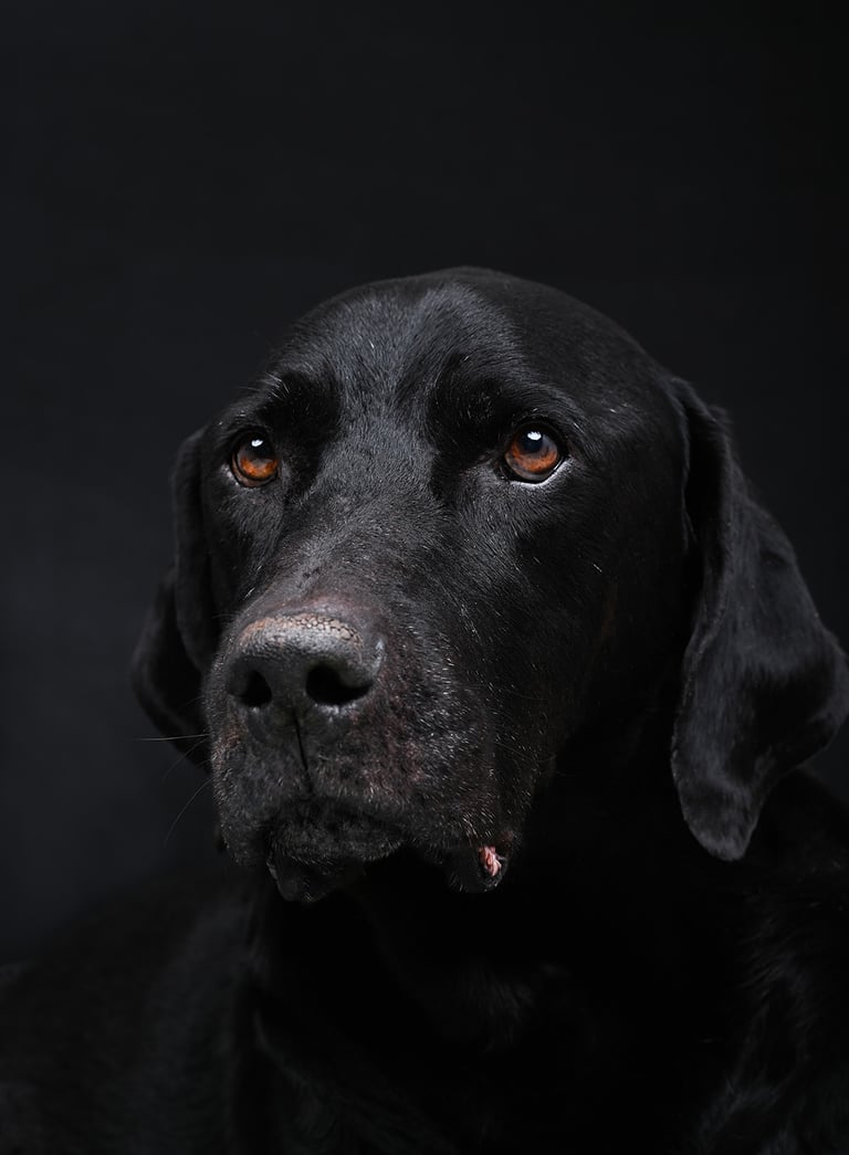 perro en foto estudio profesional