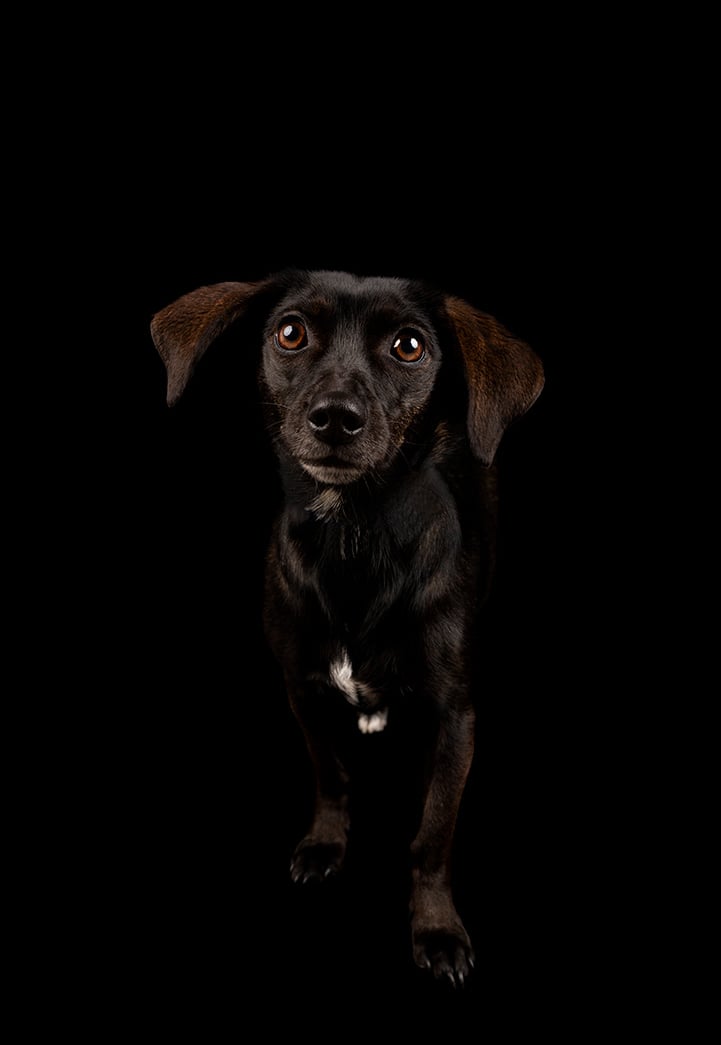 fotografia de perro mascota