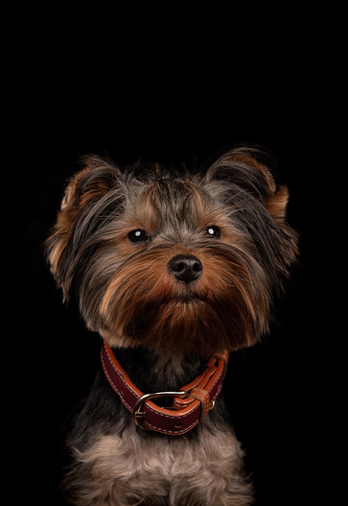 perro en sesión de fotos en bogota