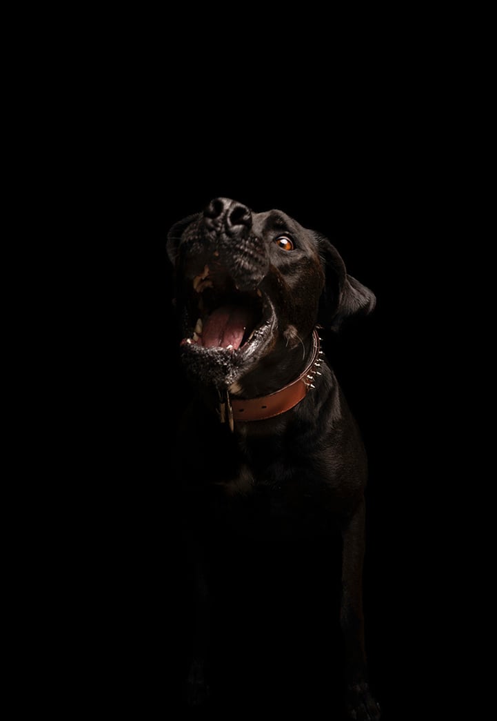 foto de perro en estudio