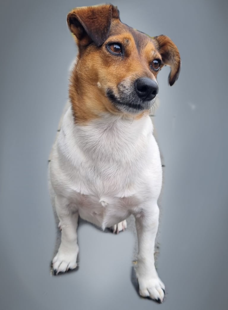 a dog sitting on a gray background