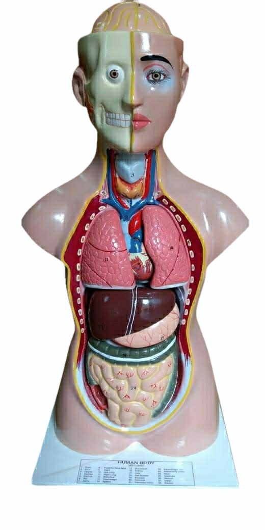 #Human Anatomical model