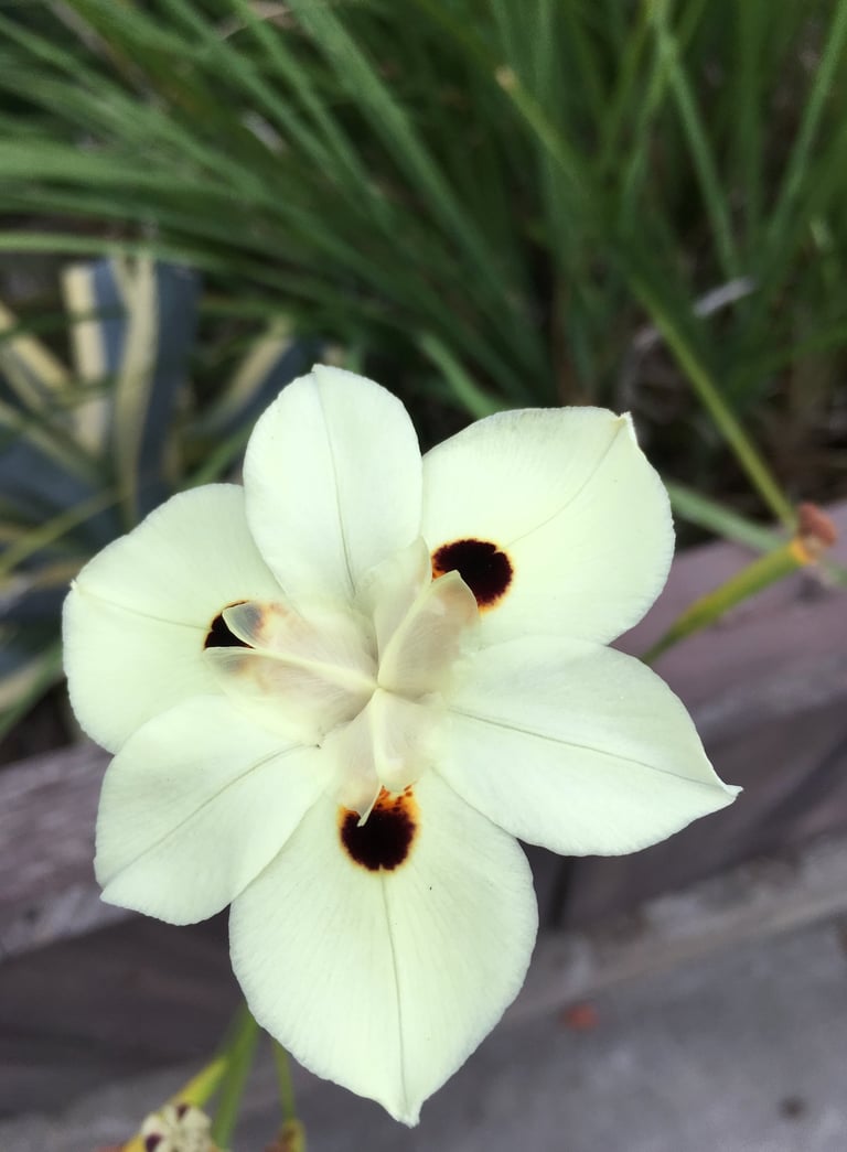 Close up of a real pale yellow flower with brown dots making it look like a smiling flower