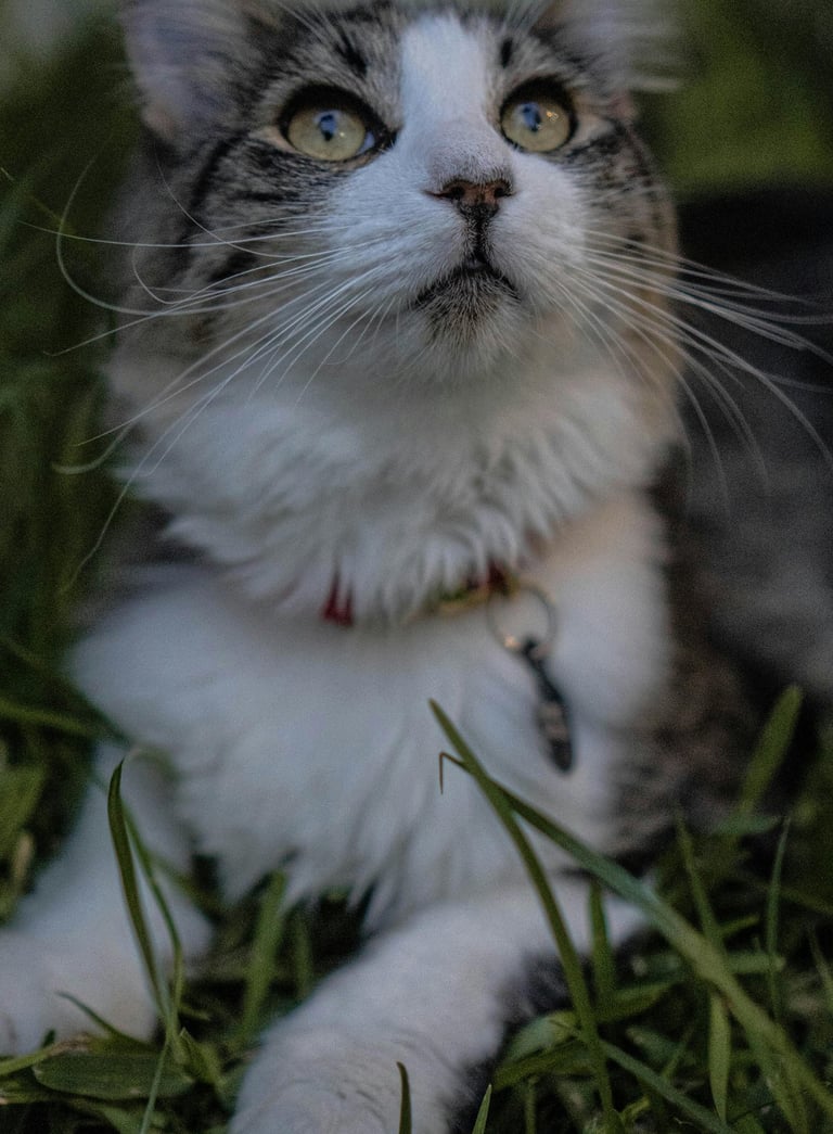 a cat sitting on the grass with a cat