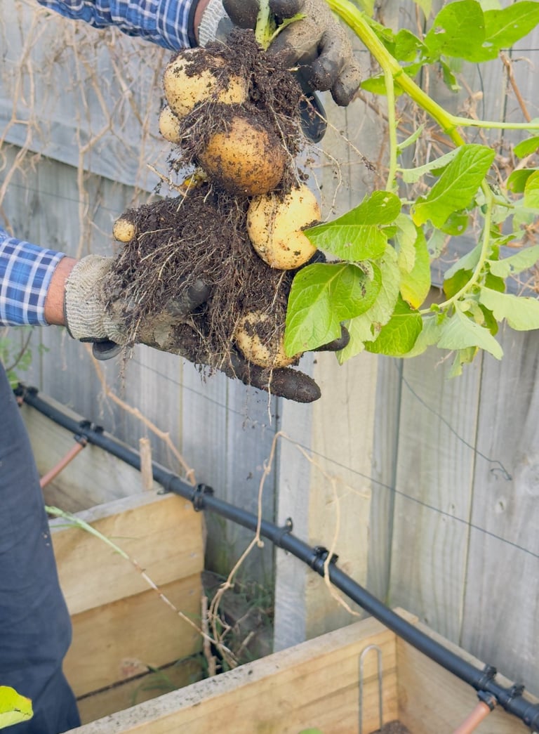 Home-grown organic vegetables harvested by hand and used at Aroha Dosas to support sustainable South Indian food
