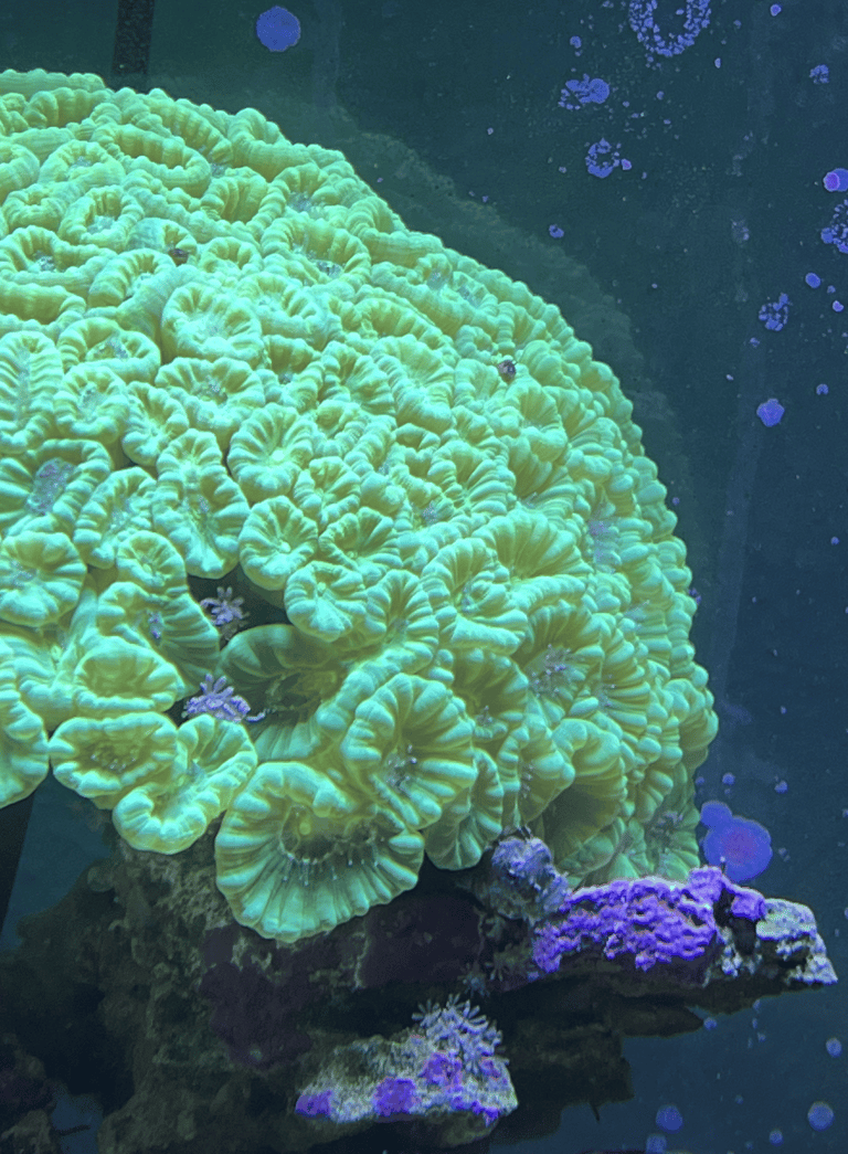 Close up of kryptonite candy cane coral with a lawnmower blenny peeking out.