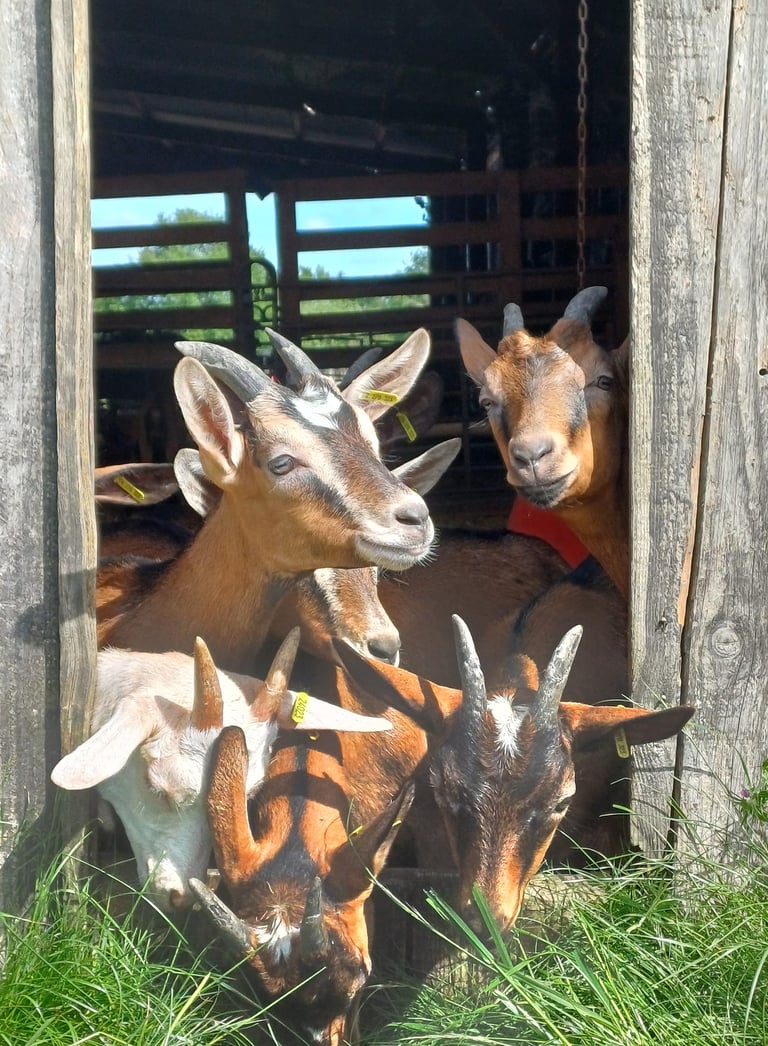 les chevrettes de la ferme du Pré Chic