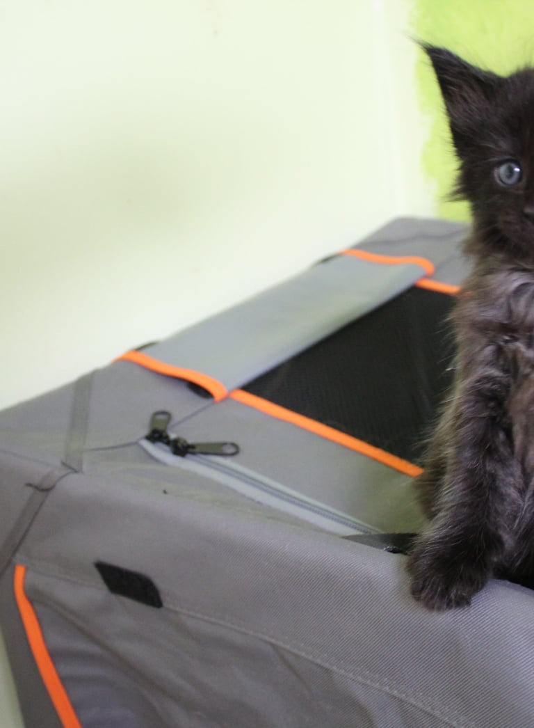 a black kitten sitting on top of a suitcase