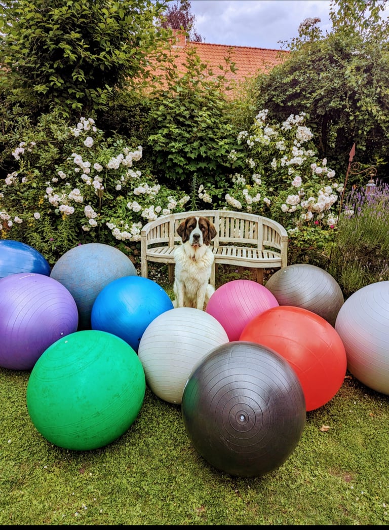 Hund mit großen Bällen Treibball