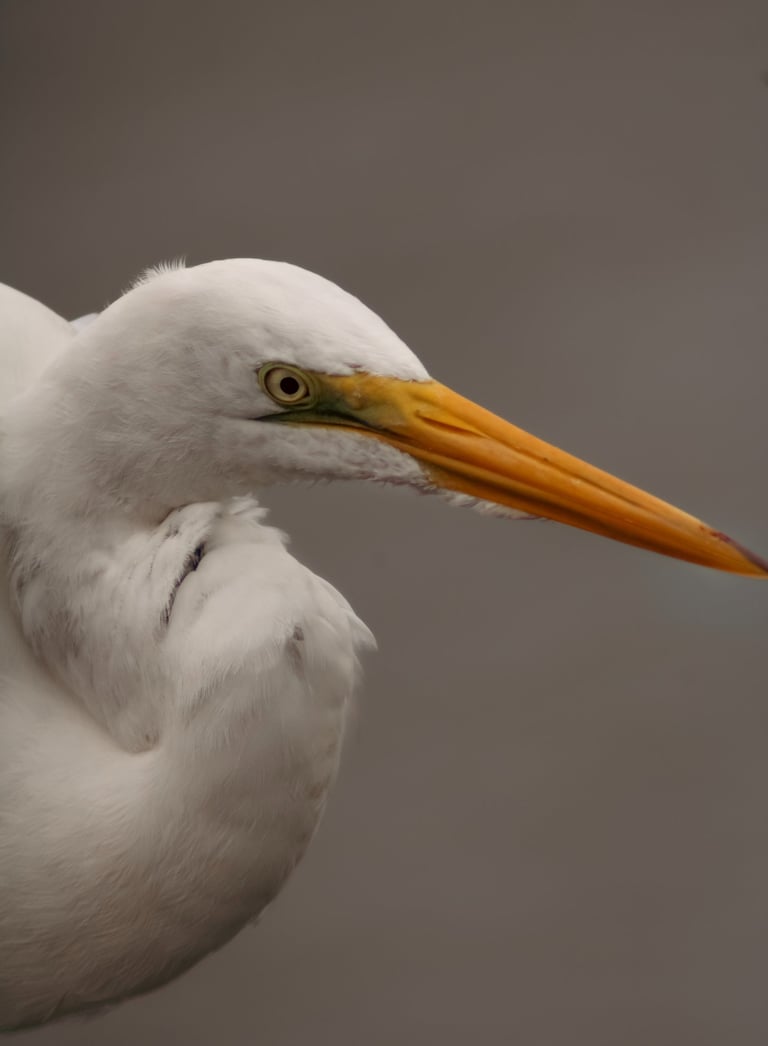 This is a picture of a Great Egret. It was taken on the Johns Pass Boardwalk in St. Petersburg.
