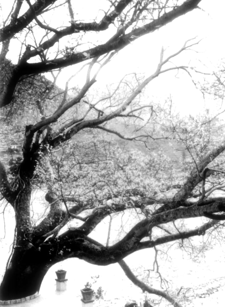 Albero Banyan, terrazza di Babaji