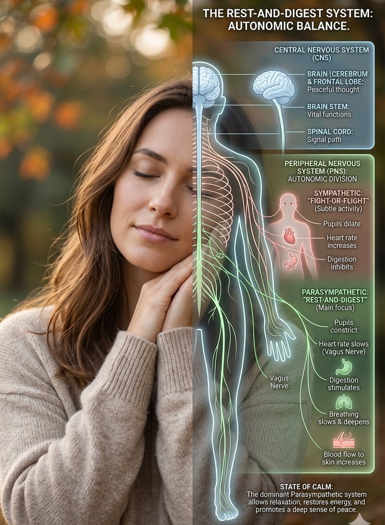 calming nervous system anxious