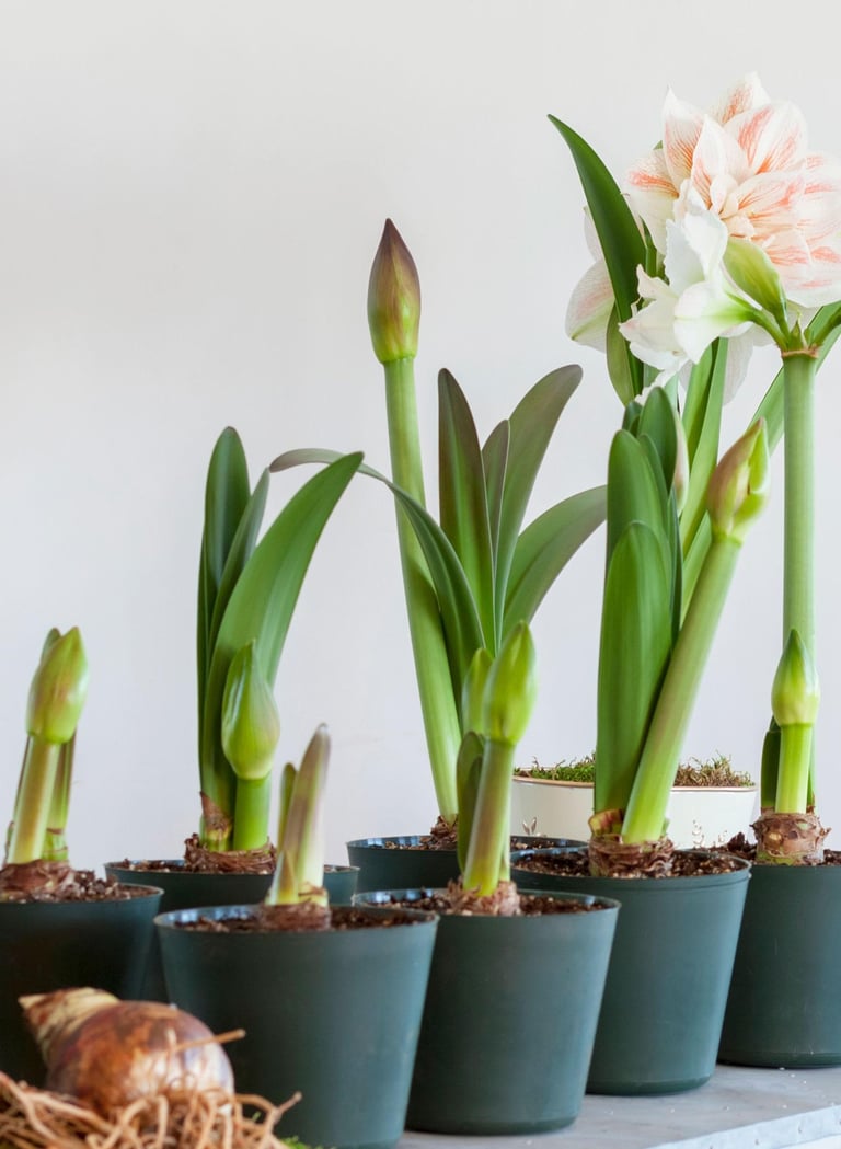 amaryllis flower on table