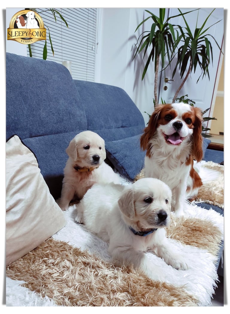 Goldens puppies and Cavaliers in Sleepysong Kennel. The most loving dogs. 
