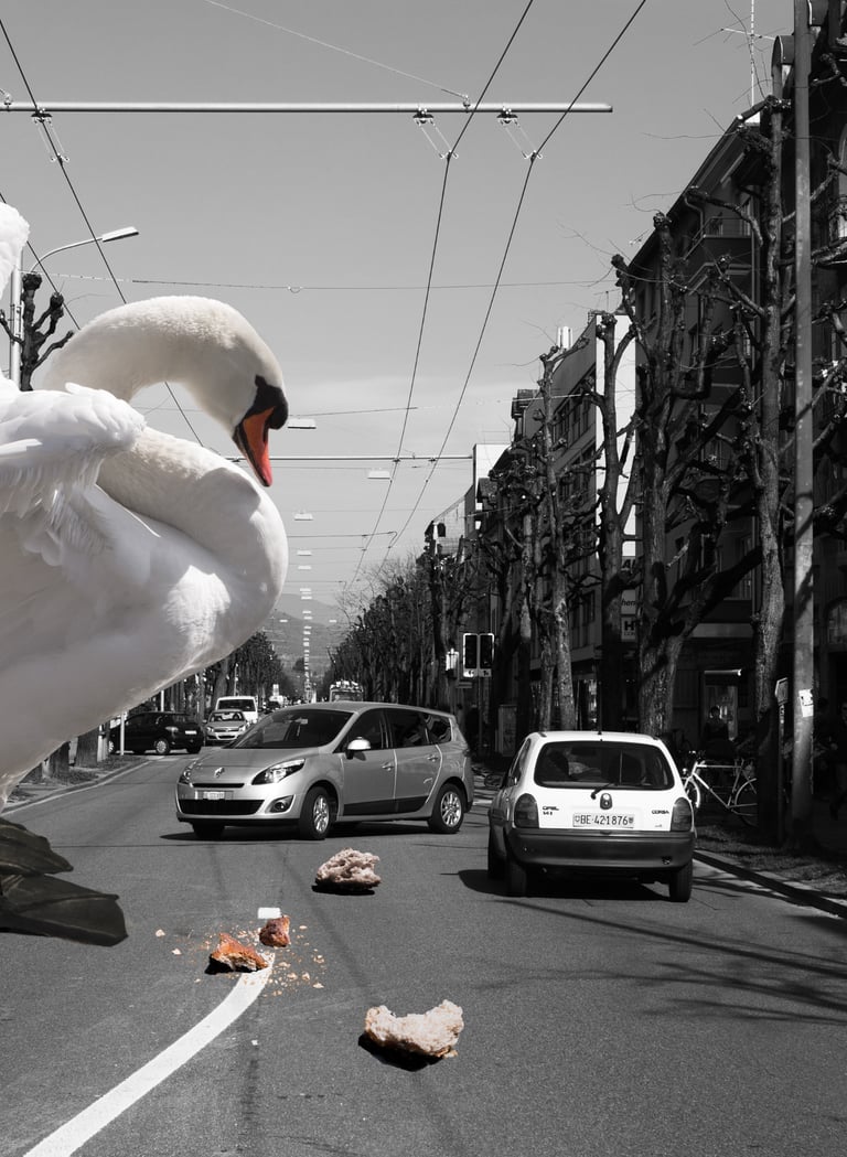 Fotomontage mit Schwan in der Stadt – Beispiel aus dem Kurs Photoshop Composing Basel.