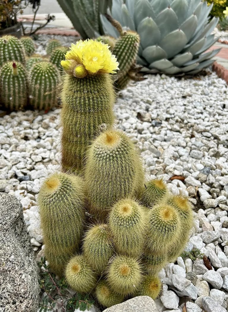 a Lemon Ball cactus plant with a yellow flower in a stony garden