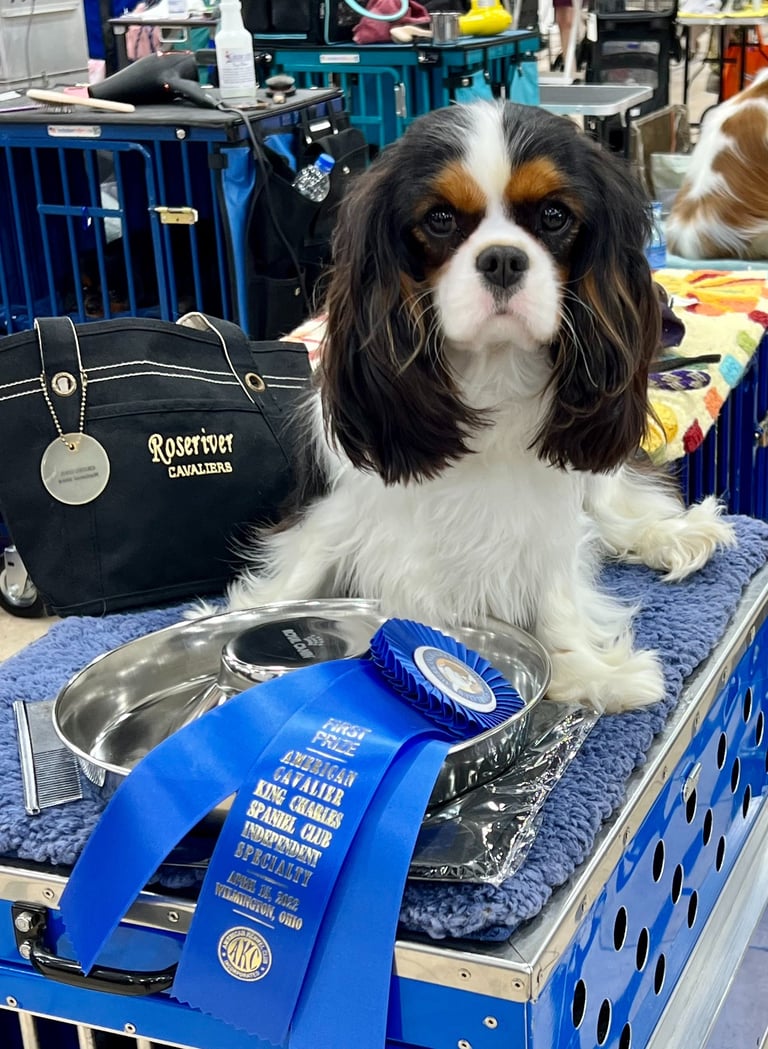 Cavalier King Charles Spaniel