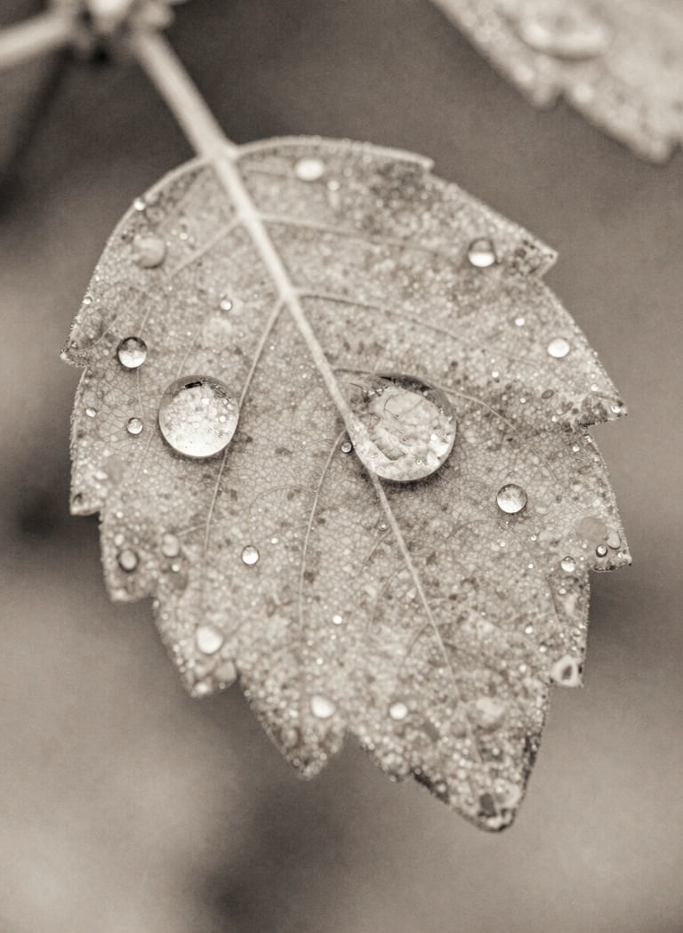 A sophisticated macro photograph of a dew-covered leaf, blended with subtle watercolor textures in #6F5E52 and #A89B90. The composition is elegant and focused, showing professional craftsmanship in digital art.