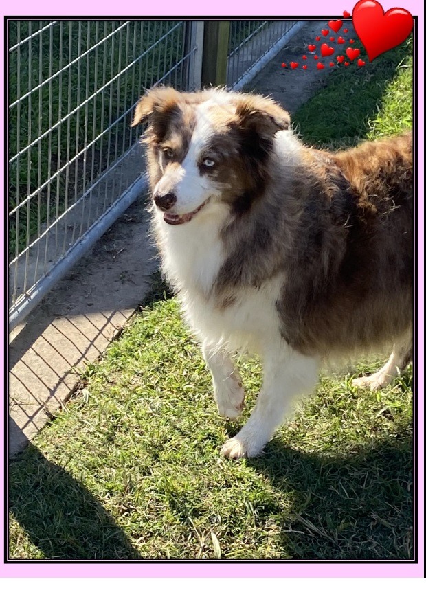 chocolate Merle Border Collie 