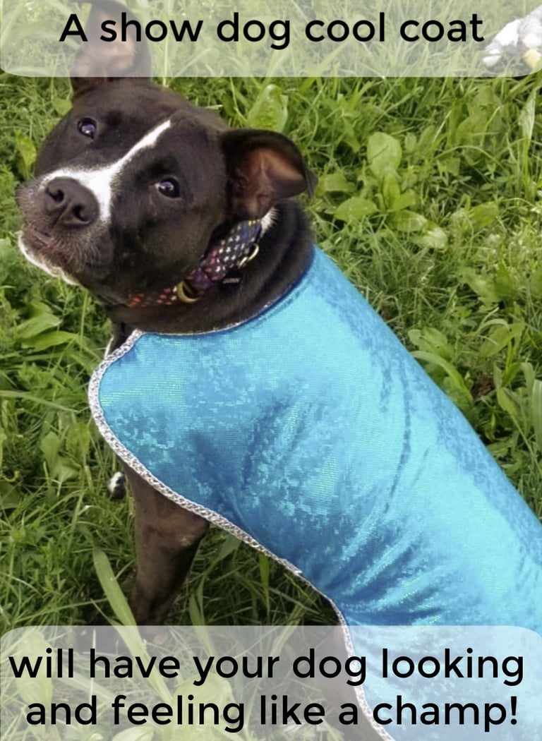 A black and white pitbull wearing a blue show dog cool coat while sitting in green grass.