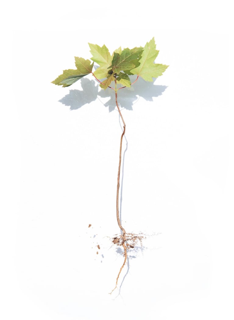 a plant with a tree growing out of it