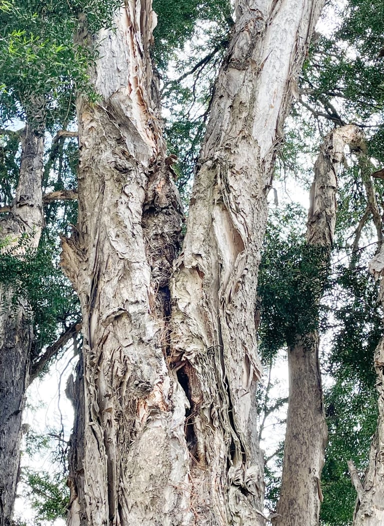 Paper bark tree with a split