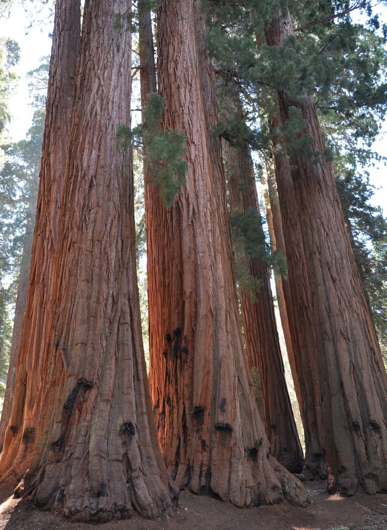 a man standing in front of a group of giant sequoia trees