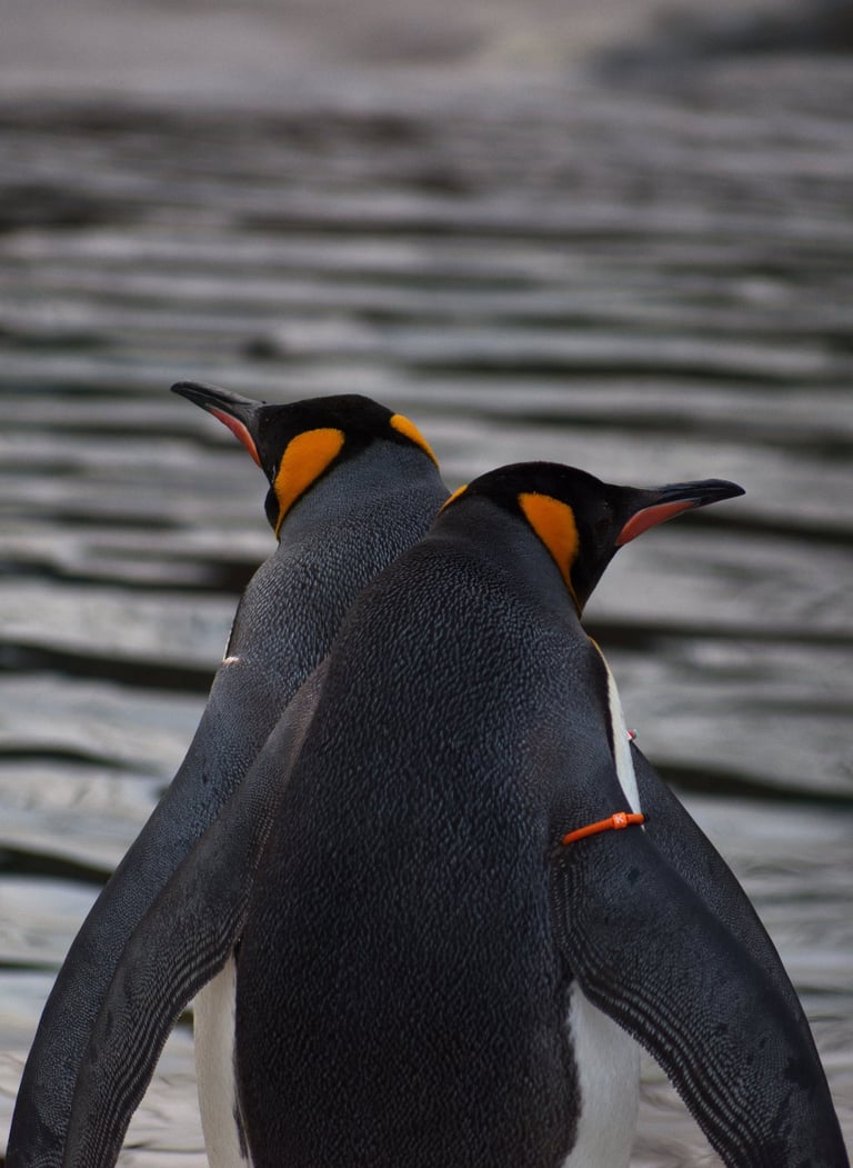 "Crossed Purposes" - Pair of King Penguins at Edinburgh Zoo, Scotland