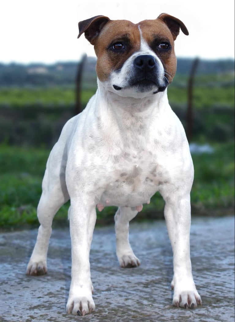 Femmina Staffordshire bull terrier bianco e rosso muscolosa