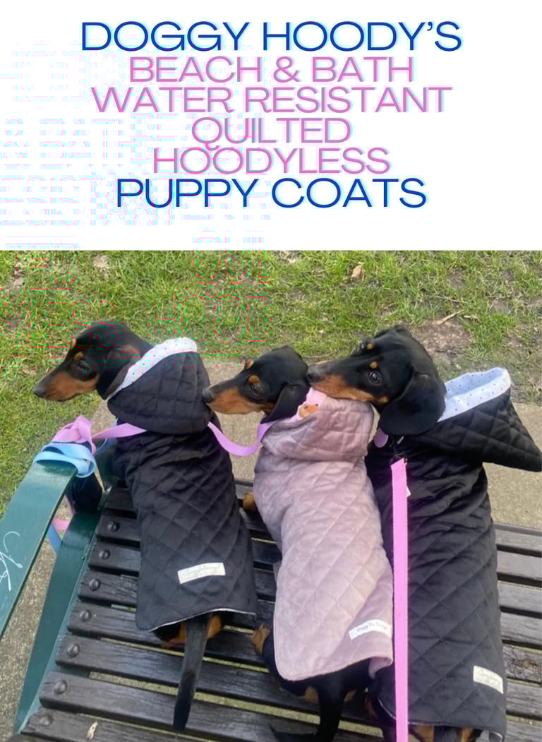 Three dachshunds in cute quilted hooded cots